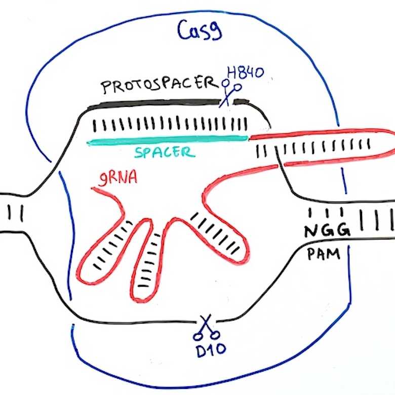 Cas9, the most commonly used RNA-guided nuclease, creates a double stranded break in genomic positions defined by RNA:DNA complementarity.