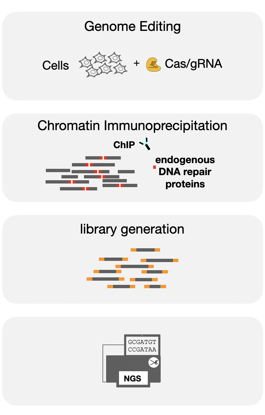Enlarged view: The DISCOVER-seq workflow